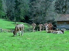 6 Swede in the Alps (1983) - English Subtitles 6 Swede in the Alps (1983) - English Subtitles