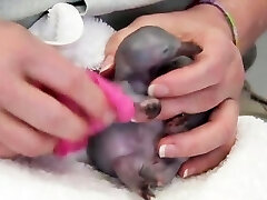 dads प्रेमिका