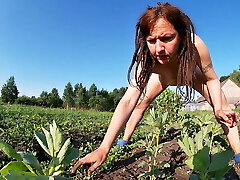 Farmer's Wife Milks in the Field