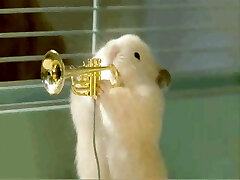 Xhamsters Jazz Band play Muskrat Stroll.