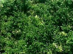 Sie treiben es ueberall Porn Film von 1989 Sie treiben es ueberall Porn Film von 1989