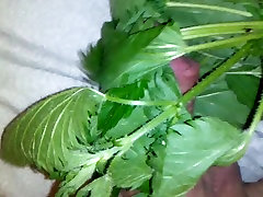 NETLLE great dick jawa 1