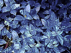 my amber lynn 1990 and my girlfriend