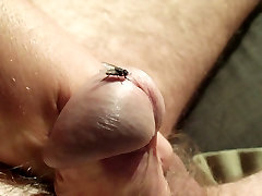 fun with the fly 16 HD video