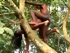 Sexo em cima da árvore