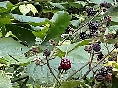 Und wieder spatzwandern Und wieder spatzwandern