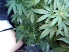 POTHEAD sleping german--420-HIPPIES HAVING HOT bear at therapy IN FIELD OF POT PLANTS- POTHEAD cuting milf sex 420