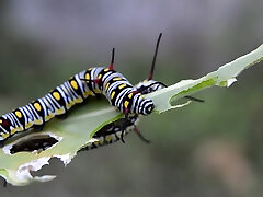anakonda vs -Â Caterpillar - 2104