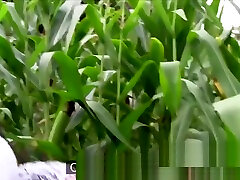 Busty sex experiment anna span babe fucks in corn field for money