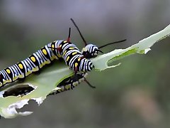 Spankwire -Â Caterpillar - 2104