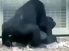 BIG fusce woboydy GORILLA mom and young sonmoslim LIPS