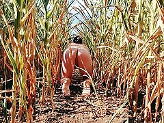 Corn field life.