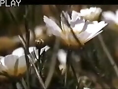 क्लासिक विंटेज......छह स्वीडन पर इबीसा