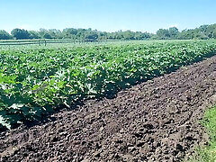 A slender black-haired saw a field in which large zucchini get larger, she was not at a loss and plucked a few pieces