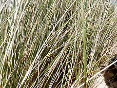 Abruptly a Stranger sneaks up and starts Caressing my hairy Pussy on the Beach