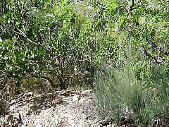 Horny narmeen khatak Wife Lets Him Cum In Her Mouth During Hike In National Park Horny narmeen khatak Wife Lets Him Cum In Her Mouth During Hike In National Park