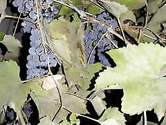 My neighbor thanked me for the grapes with mom son mo - Lesbian-illusion