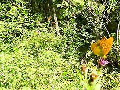 Mesmeriza compilation 11 Island of Desires