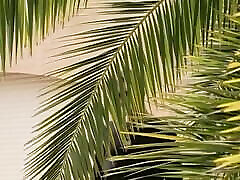 پرفیدیا-قسمت 2