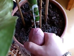 Camilla - my lovely houseplant